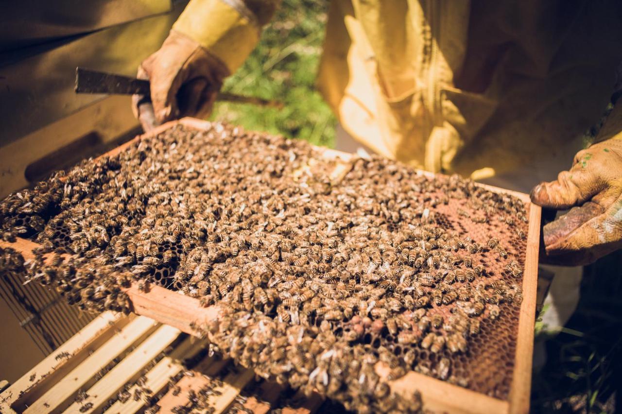 Agriturismo Schiaccia Ghiande ماسا ماريتيما المظهر الخارجي الصورة